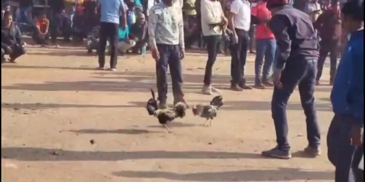 Dhanbad: मुर्गा लड़ाई के नाम पर लाखों रुपये की सटाबाजी, सटाबाजी स्थल में जमकर हुई मारपीट, स्थानीय पुलिस मामले में मौन