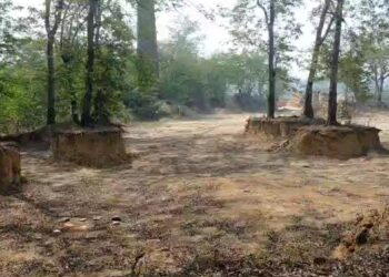 झरिया कोयलांचल में प्रदूषण और क्लाइमेट चेंज के बावजूद ईंट भट्ठा संचालक धडल्ले से कर रहा पेड़ो की कटाई, प्रशासन मौन