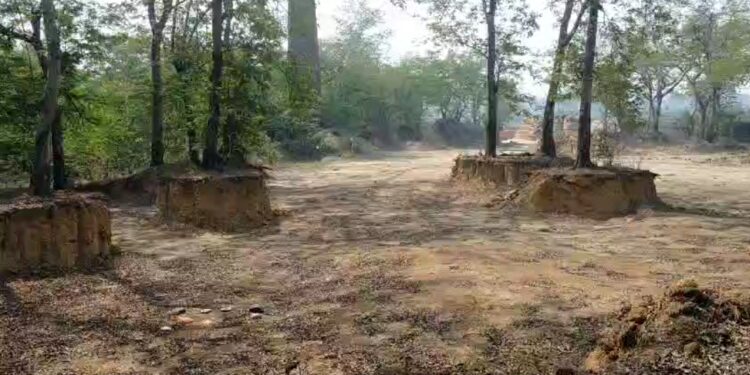 झरिया कोयलांचल में प्रदूषण और क्लाइमेट चेंज के बावजूद ईंट भट्ठा संचालक धडल्ले से कर रहा पेड़ो की कटाई, प्रशासन मौन