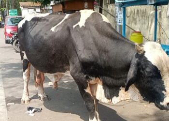 धनबाद शहर में सांढ का आतंक, बृद्घ महिला को पटककर मार डाला, निगम से मुआवजे और सांढ पकड़ने की मांग