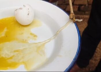 सावधान ? कहीं आप भी तो नहीं खा रहे हैं मुर्गी की अंडे की जगह सांप का अंडा