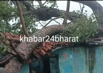 ब्रेकिंग : घर पर गिरा विशालकाय पेड़, बाल बाल बचे लोग, प्रशासन से पेड़ हटवाने की लगा रहे है गुहार